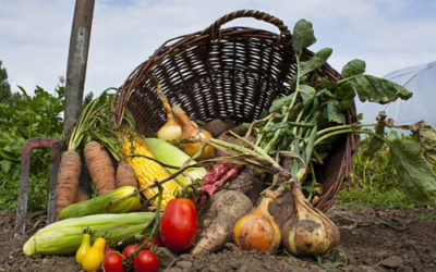 Guida ai vantaggi dell’agricoltura biologica, benefici e certificazioni