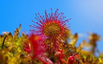 Piante carnivore: quali sono e come coltivarle
