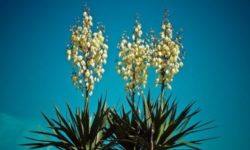 Yucca in giardino e in vaso: come curarla