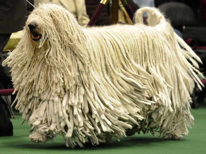 komondor