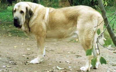 Mastino spagnolo: carattere, aspetto ed educazione