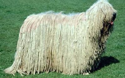 Komondor: aspetto, carattere ed educazione