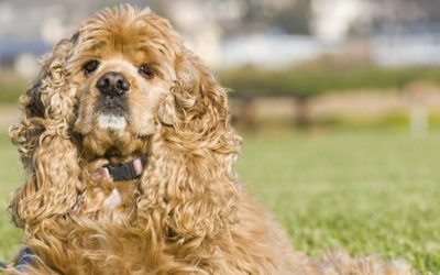 Cocker americano: aspetto, carattere, educazione