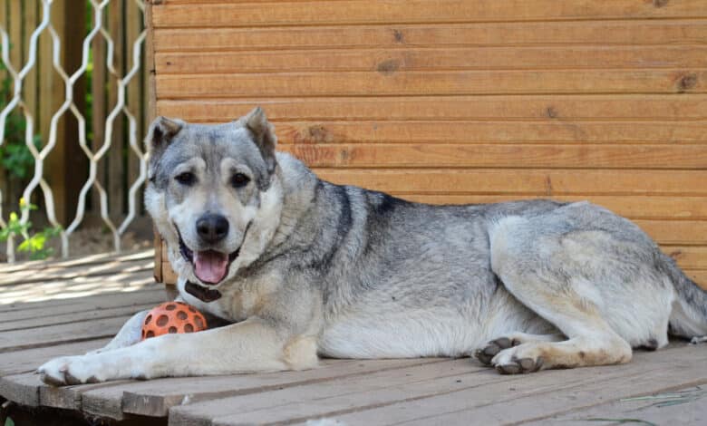 pastore dell'asia centrale