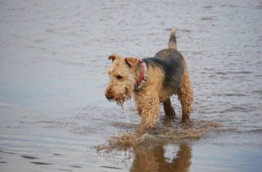 Airedale terrier: caratteristiche del “Re dei terrier”