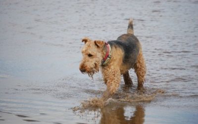 Airedale terrier: caratteristiche del “Re dei terrier”