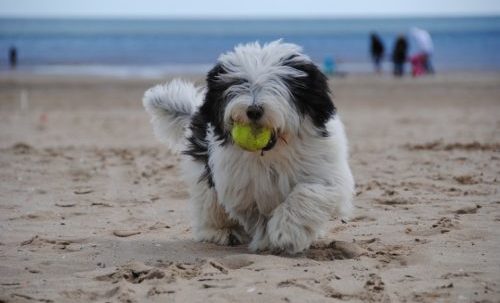 bobtail