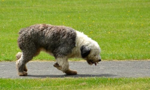 bobtail