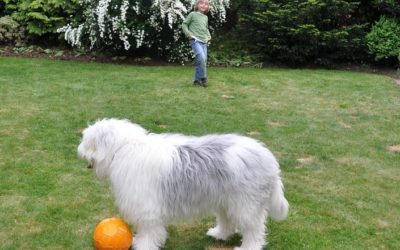 Bobtail, un cane da pastore che ama i bambini