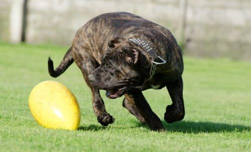 dogo canario