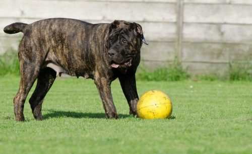 dogo canario
