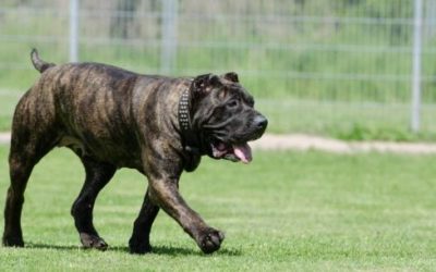 Dogo canario: carattere, cura e addestramento