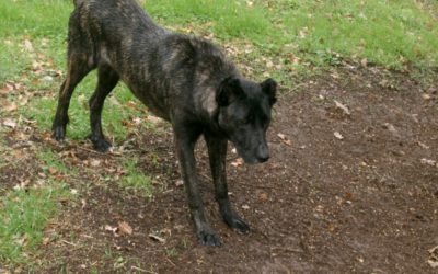 Dogo sardo: carattere, specificità e cose da sapere