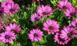 Gerbera: significato, coltivazione e cura