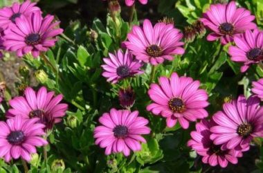 Gerbera: significato, coltivazione e cura