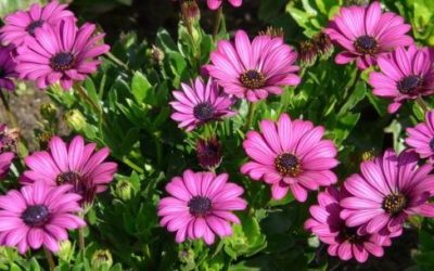 Gerbera: significato, coltivazione e cura