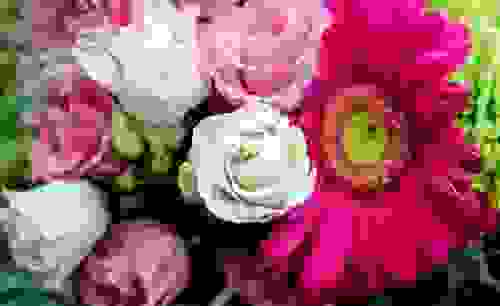 lisianthus