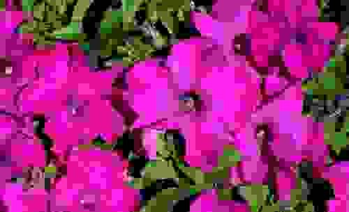 petunia