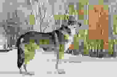 Scopriamo il cane lupo di Saarloos, una razza da pastore ideale anche come cane di compagnia