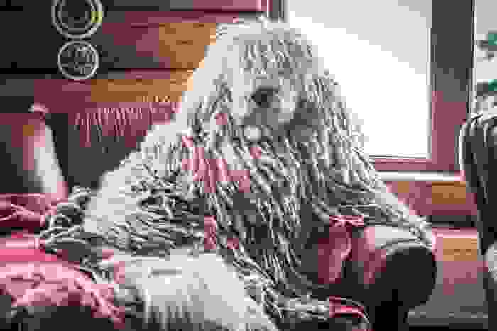 cane komondor