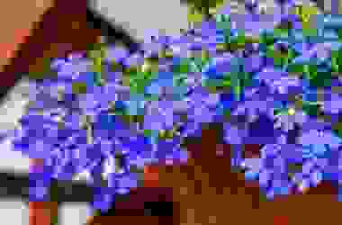 Lobelia: un genere di piante molto amate per il loro potenziale decorativo