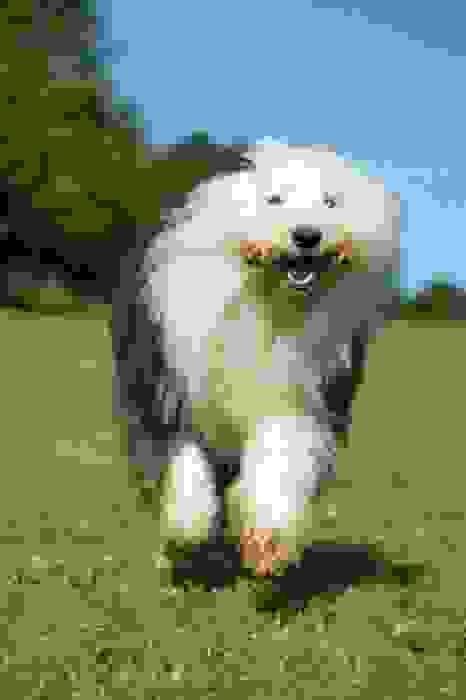 Bobtail cane