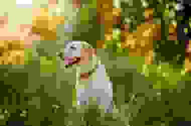 Staffordshire Bull Terrier: aspetto, cura e carattere