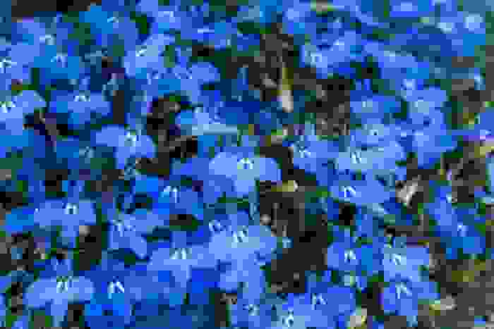 lobelia