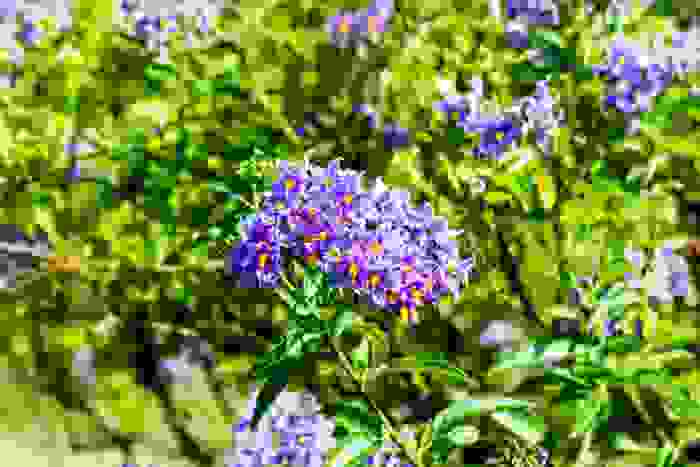 solanum crispum