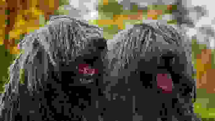 komondor