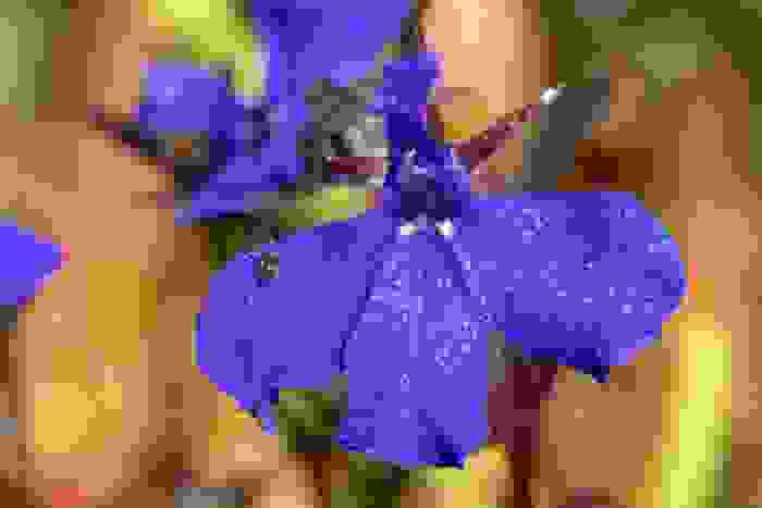 fiore di Lobelia