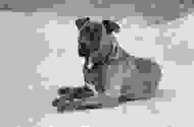 Tutto sul dogo canario: temperamento e caratteristiche peculiari di questa razza di cani