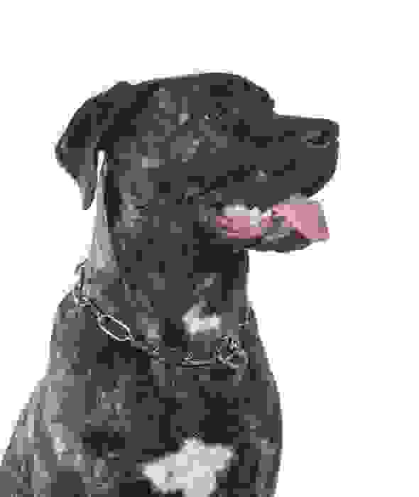 dogo canario