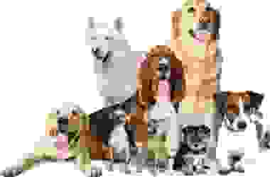 Scopriamo le razze di cani secondo le classificazioni, quelle più belle e più interessanti