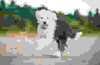 Bobtail, un cane da pastore che ama i bambini
