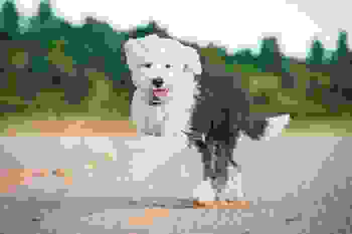 cane bobtail