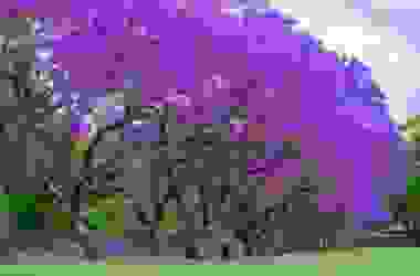 La magia della Jacaranda, uno degli alberi più decorativi che si possano immaginare