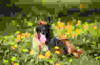 Tutto sul pastore belga, un cane da pastore attivo e affettuoso