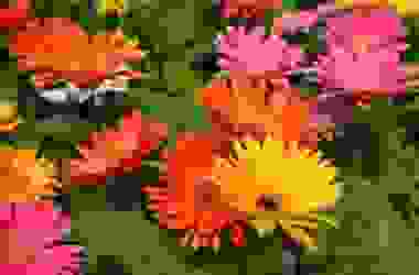 La gerbera, una pianta sempre più apprezzata per i suoi fiori colorati ed eleganti
