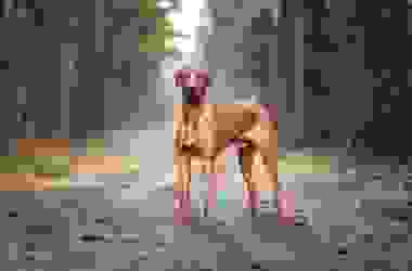 Il Rhodesian Ridgeback, un cane forte, orgoglioso e fiero