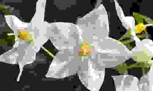 solanum