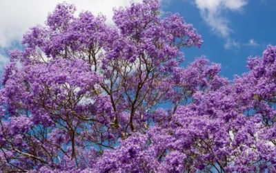 Tutto sulla Jacaranda, ecco come coltivare e curare questo stupendo albero