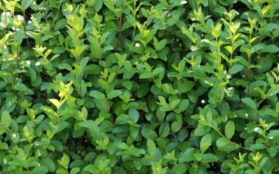 Ligustro: una pianta perfetta per la siepe