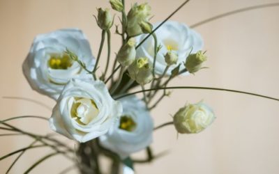Lisianthus o Eustoma: i consigli per una fioritura perfetta
