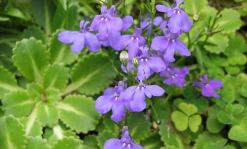 lobelia
