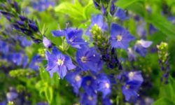 Lobelia: coltivazione, cura e proprietà