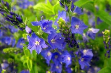 Lobelia: coltivazione, cura e proprietà