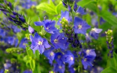 Lobelia: coltivazione, cura e proprietà