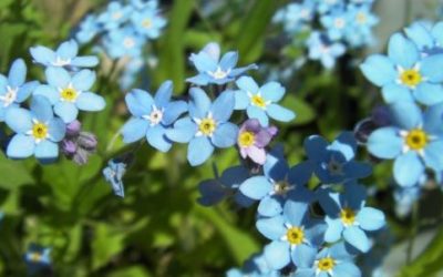 Non ti scordar di me: coltivazione e cura del Myosotis
