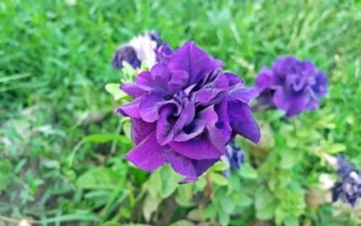 Petunia: come coltivare e curare questo fiore?